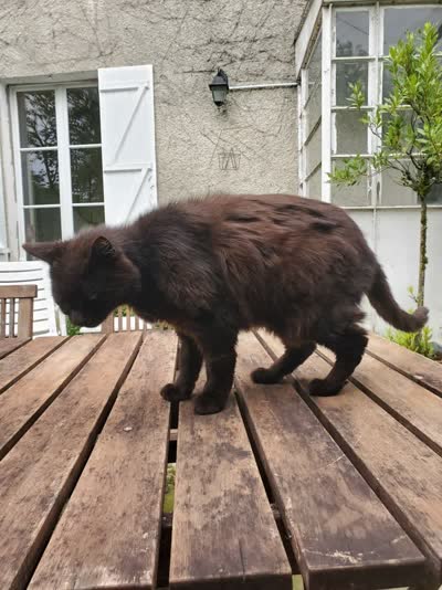 My cat Winston staying on the garden table